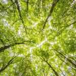 Grünes Baumkronenmeer als Symbol für einen nachhaltigen Messestand by SYMA
