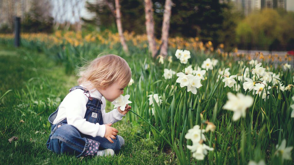 Child smelling a fragrant flower.